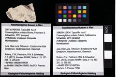 Foto (Objket + Etiketten) von Cracensigillatus prolatus (Robins, Feldmann & Schweitzer, 2013) 